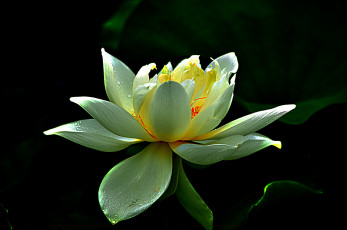 обоя lotus, цветы, лилии водяные,  нимфеи,  кувшинки, лотос