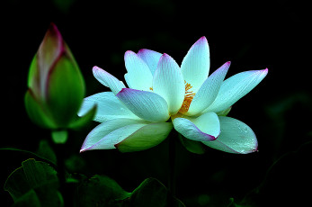 Картинка lotus цветы лилии+водяные +нимфеи +кувшинки лотос