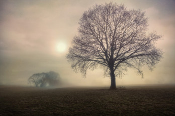 Картинка природа деревья поле дерево утро туман осень