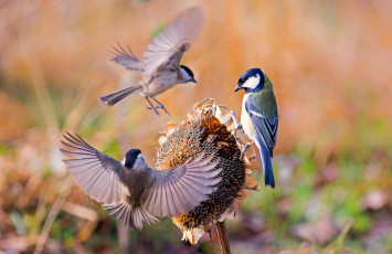 Картинка животные синицы +лазоревки подсолнух крылья синица воробей птицы