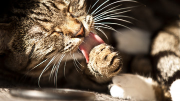 Картинка животные коты усы котэ лапа моется язык котяра кошак кот
