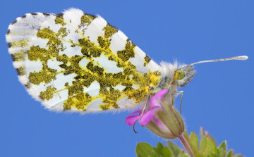 Картинка животные бабочки +мотыльки +моли крылья насекомое мотылек бабочка цветок растение