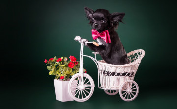 Картинка животные собаки собака взгляд друг цветы бантик