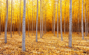 Картинка природа лес октябрь осень деревья восточный орегон сша