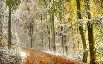 Картинка природа зима дымка снег деревья листья осень дорога лес