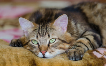 Картинка животные коты кот кошак смотрит взгляд усы котяра лежит глаза