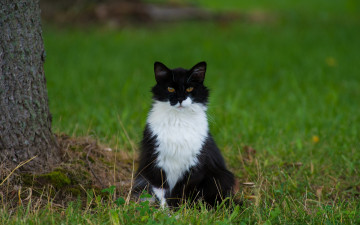 Картинка животные коты кот трава кошак кошка