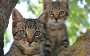 Картинка животные коты взгляд полосатые глаза