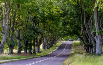 Картинка природа дороги деревья шоссе аллея