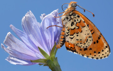 Картинка животные бабочки +мотыльки +моли крылья бабочка лепестки цветок небо насекомое мотылек