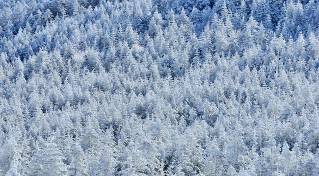 Обои картинки фото природа, зима, деревья, снег, лес, склон