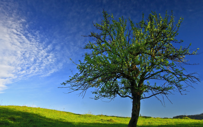 Обои картинки фото природа, деревья, небо, весна, дерево