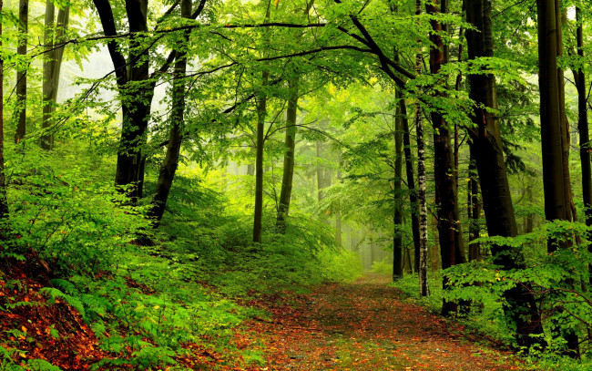 Обои картинки фото природа, дороги, nature, spring, forest, park, trees, road, path, walk, деревья, дорога, лес, парк, весна