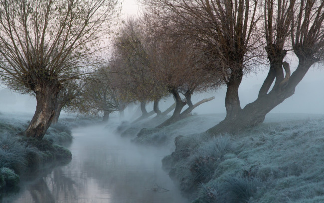 Обои картинки фото природа, реки, озера, ивы, канал, деревья, утро, туман