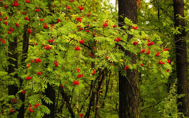 Обои картинки фото природа, Ягоды,  рябина, листья, лес, ягоды