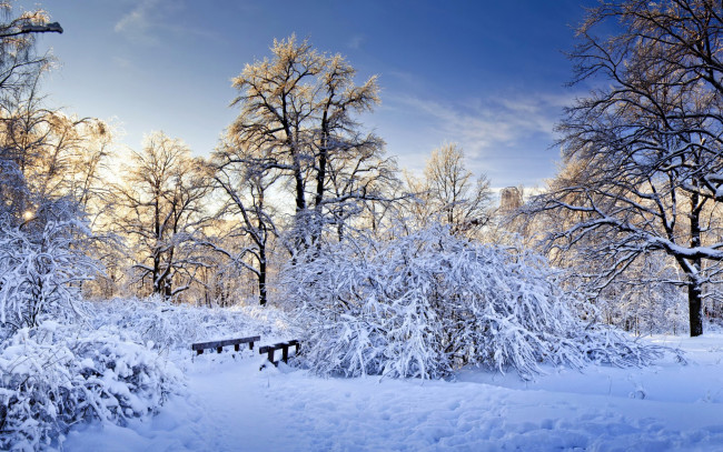 Обои картинки фото природа, зима, лес, снег, деревья, кусты, тропинка, мостик