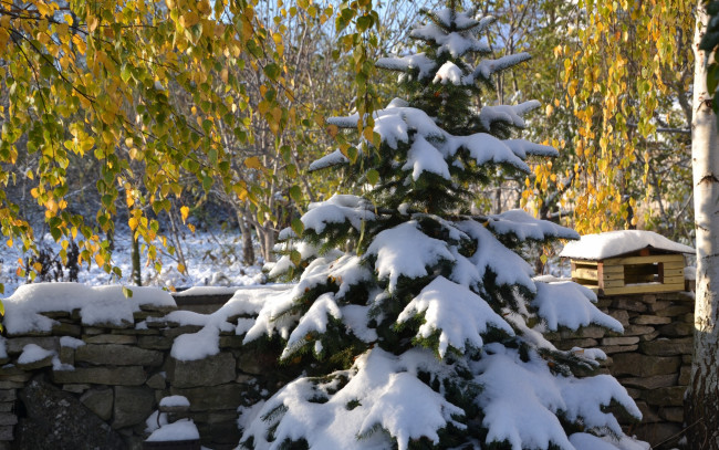 Обои картинки фото природа, зима, пейзаж, снег, ёлка, красота, декабрь