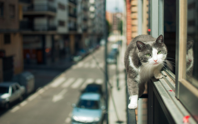 Обои картинки фото животные, коты, улица, взгляд, кошка, город