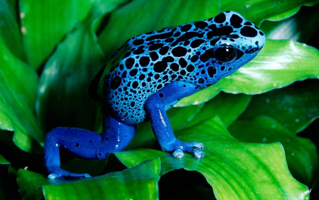 Обои картинки фото животные, лягушки, синяя, листья, лягушка, пятна