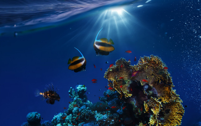 Обои картинки фото животные, рыбы, tropical, fishes, ocean, underwater, reef, coral