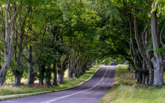 Обои картинки фото природа, дороги, деревья, шоссе, аллея
