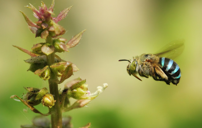 Обои картинки фото животные, пчелы,  осы,  шмели, шмель, пчела, насекомое, стебель, цветок, растение