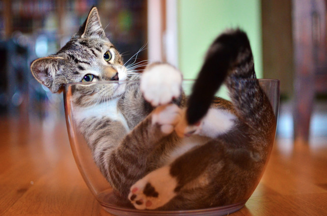 Обои картинки фото животные, коты, посуда, котяра, кошак, кот