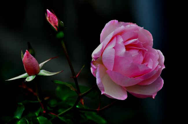 Обои картинки фото цветы, розы, роза, бутон