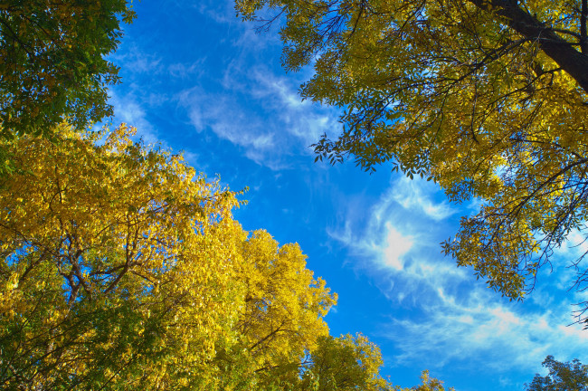 Обои картинки фото природа, деревья, голубое, небо, листья, осень