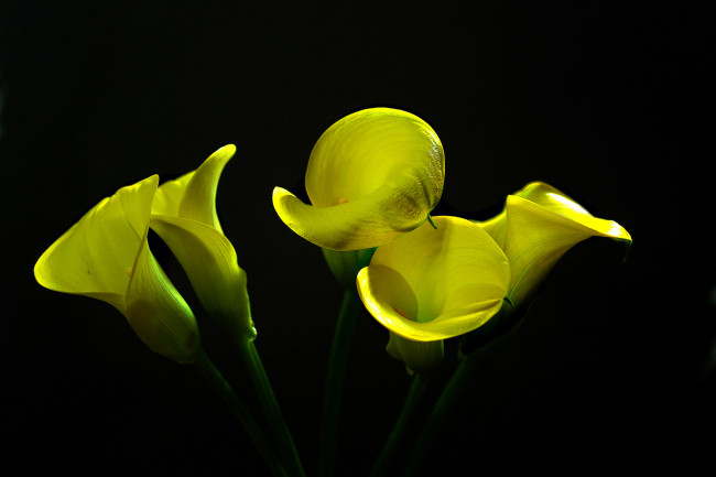 Обои картинки фото calla lilies, цветы, каллы