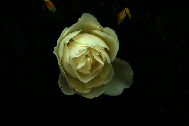 Обои картинки фото цветы, розы, бутон, роза