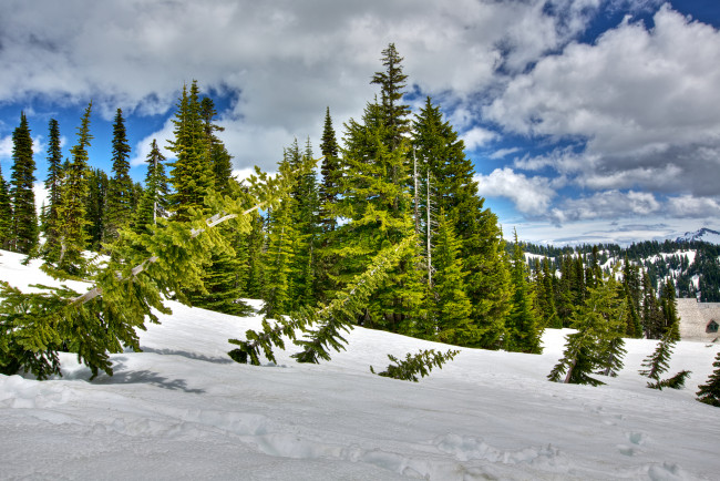 Обои картинки фото природа, зима, склон, ели, деревья, снег, облака, лес, небо