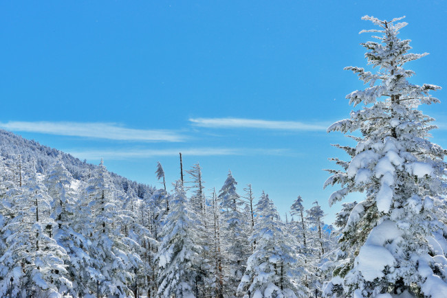 Обои картинки фото природа, зима, склон, лес, деревья, снег