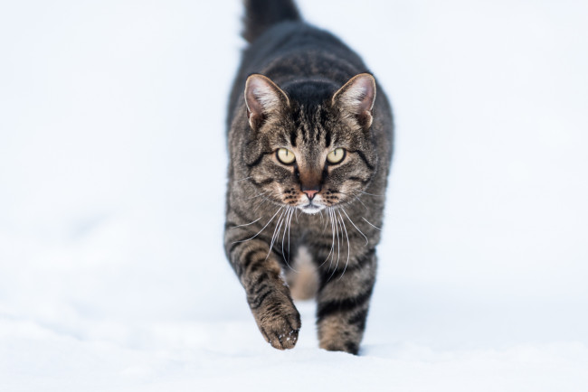 Обои картинки фото животные, коты, снег, зима, котяра, кошак, кот