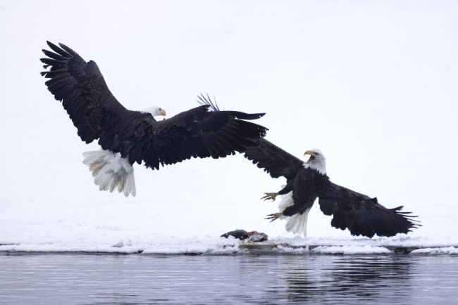 Обои картинки фото животные, птицы - хищники, снег, клюв, крылья, птицы, белоголовый, орлан, зима, вода