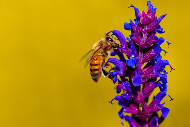 Обои картинки фото животные, пчелы,  осы,  шмели, пчела, насекомое, цветок, растение