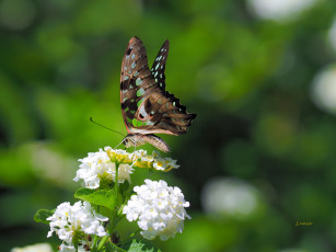 Картинка животные бабочки +мотыльки +моли бабочка цветы фон