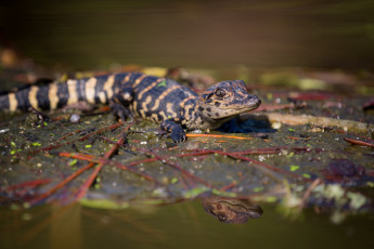 Картинка животные крокодилы крокодильчик малыш лист