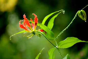 Картинка цветы глориоза глориоса