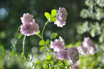 Картинка цветы розы сиреневый куст