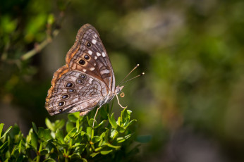 Картинка животные бабочки +мотыльки +моли крылья усики фон бабочка насекомое травинка макро