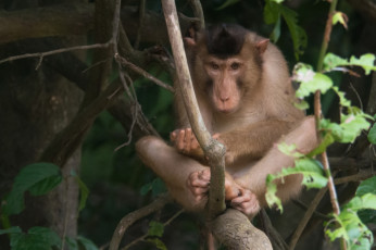 Картинка животные обезьяны взгляд ветка обезьяна