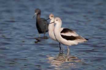 Картинка животные птицы озеро