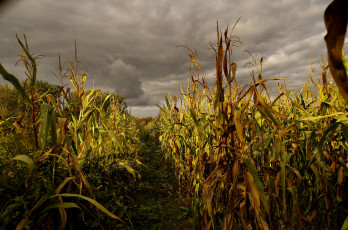 Картинка природа поля кукуруза