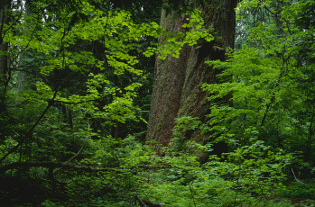Картинка природа лес деревья зелень ствол подлесок
