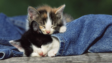 Картинка животные коты пара котята сон джинсы
