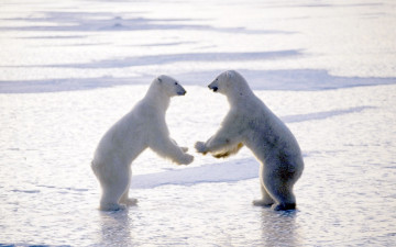 Картинка животные медведи море полярные белые пара