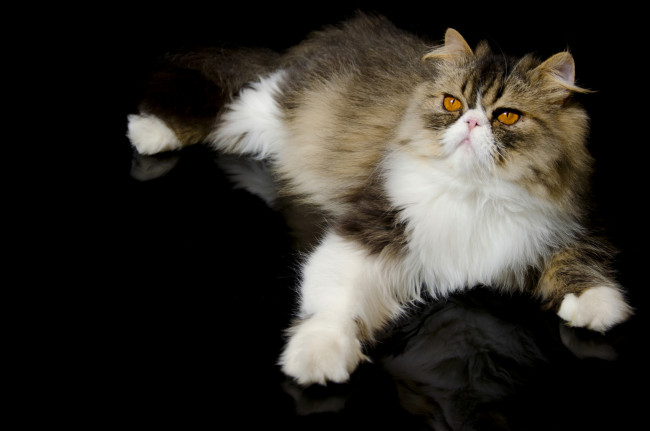 Обои картинки фото животные, коты, лапка, перс, кот, персидская, кошка