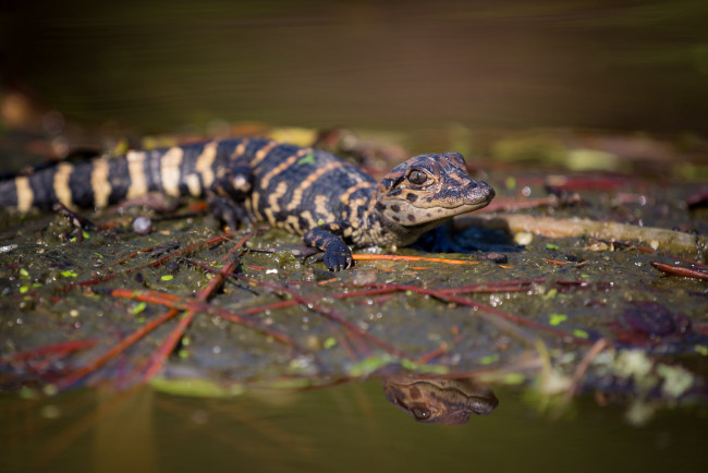 Обои картинки фото животные, крокодилы, крокодильчик, малыш, лист