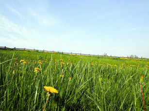 Картинка природа луга весна одуванчики трава